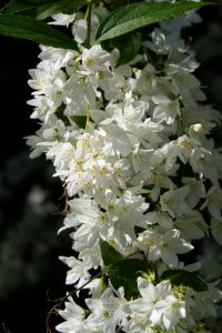 The delicate, white flowers of a Deutzia (Deutia gracilis) in partial shade.