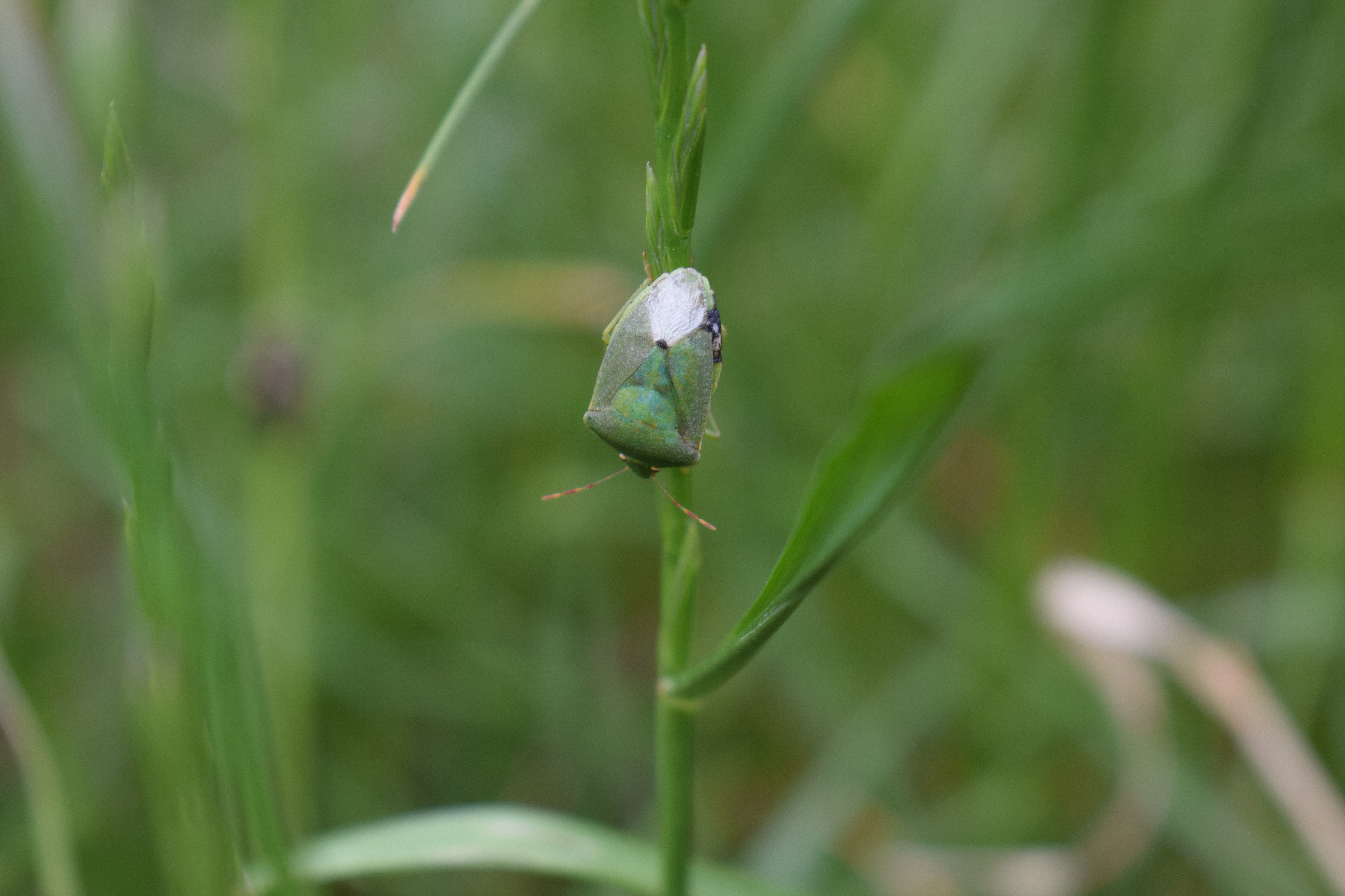 A close-up of a green shield bug perched on a blade of grass