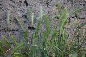 Green grass with tall seed heads growing in front of a rough, gray wall.