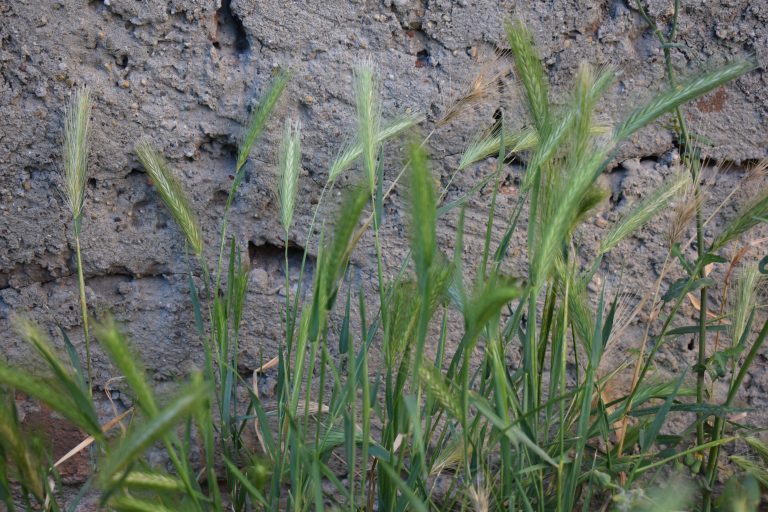 Green grass with tall seed heads growing in front of a rough, gray wall.