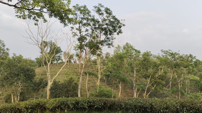 Darjeeling Tea garden, Bangladesh