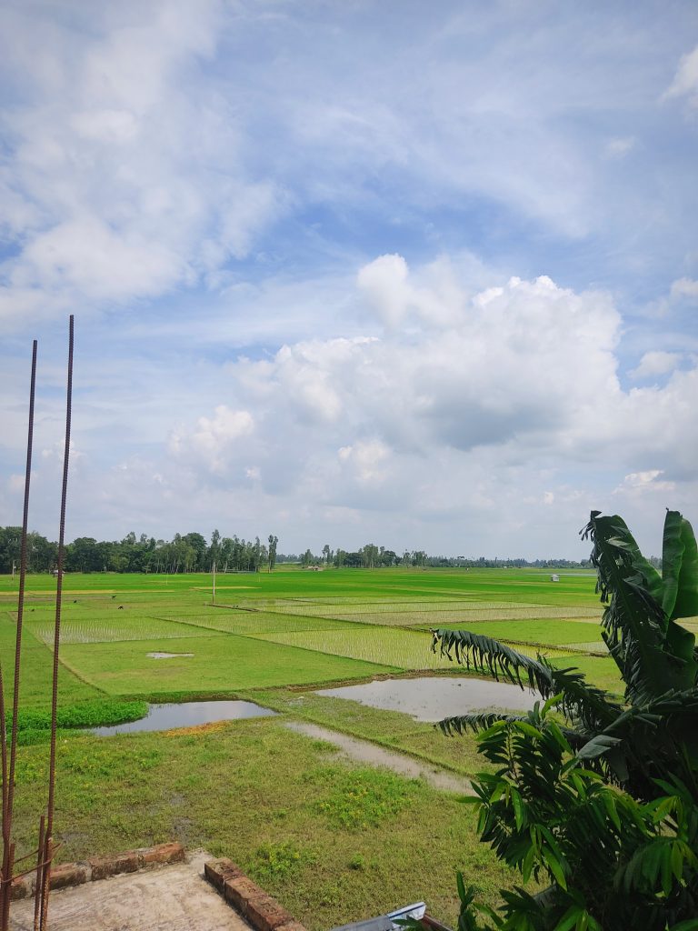 Expansive green rice fields in Bangladesh with patches of water under a partly cloudy sky. There are partially constructed rods in the foreground and some lush vegetation on the right side.