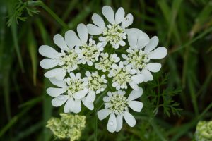 The umbelliferous Orlaya Grandiflora shows white flowers.