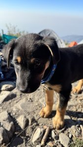 A cute, small black puppy on rocky mountain ground.