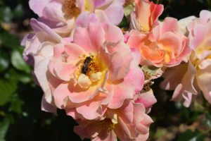 A close-up photo of a cluster of pink and peach roses with a bee pollinating the central flower. The petals are delicately layered and the background includes green foliage.