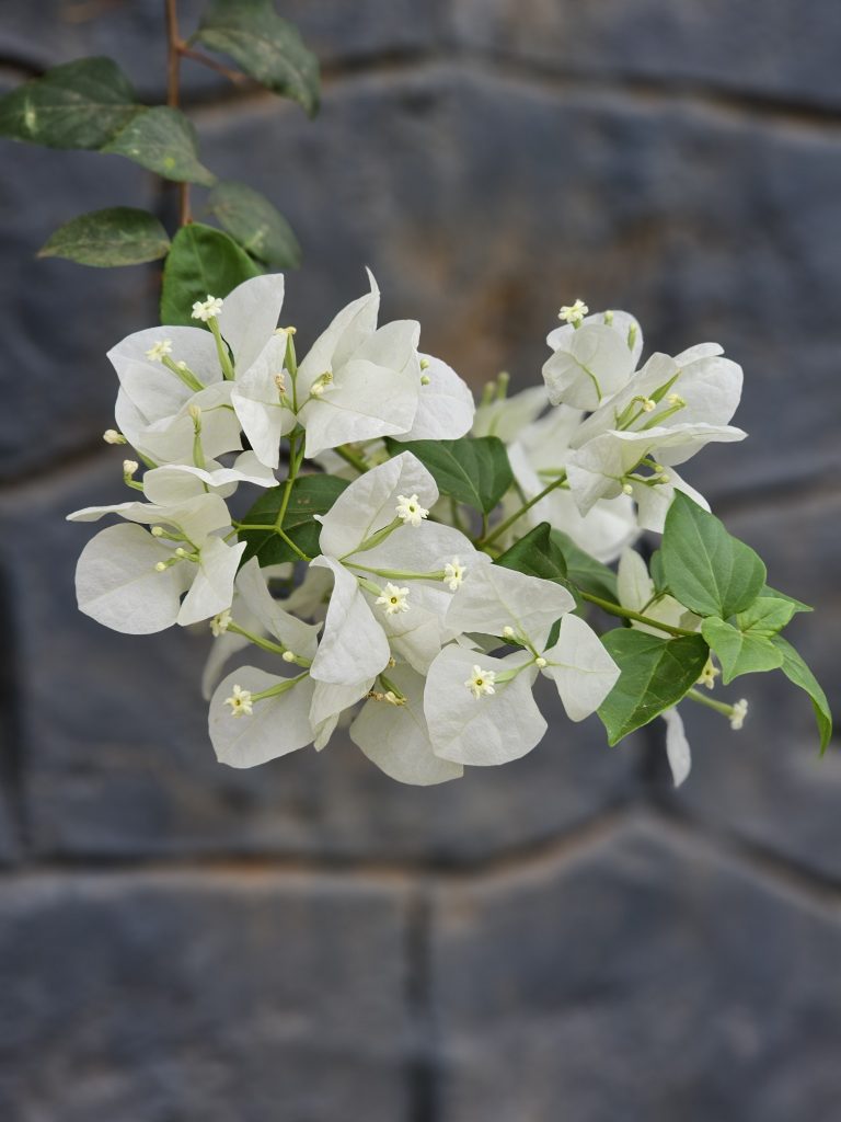 White Bougainvillea flowers with a blurred dark gray colour wall background. From Perumanna, Kozhikode, Kerala.