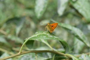 A bright orange butterfly perched on a green leaf with a softly blurred green foliage background.