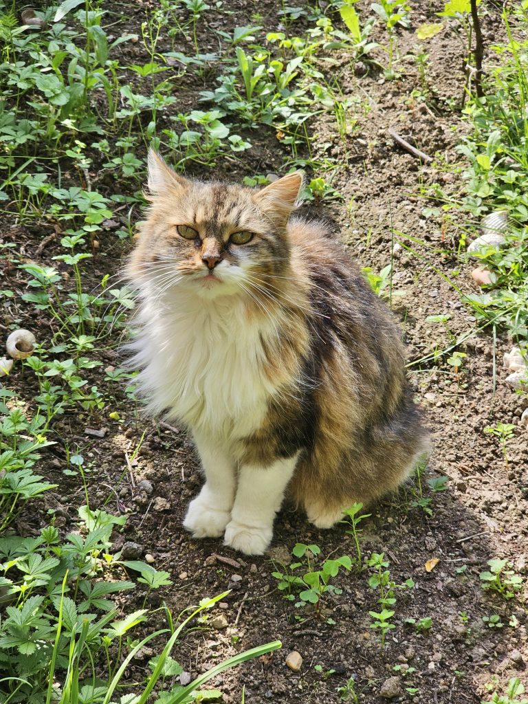 A cross breed multi coloured female cat. From the outskirts of Prague, Czech Republic.