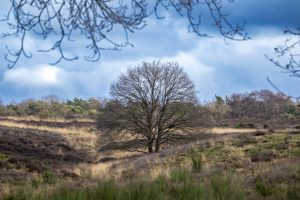 View larger photo: A tree on the heat, overhanging branches in the foreground, cloudy sky and forest in the background