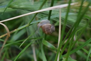 一个特写镜头，一只小蜗牛在绿色的草茎上爬行。