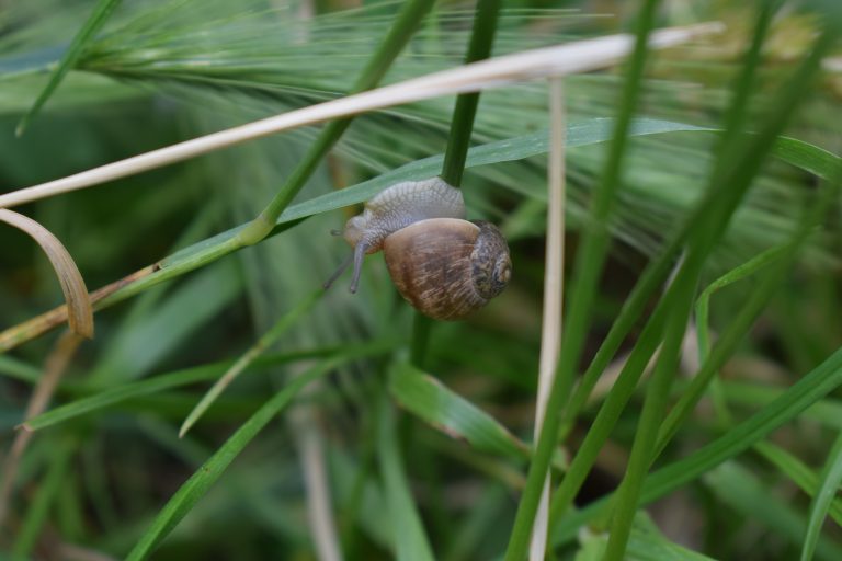 A close-up image of a small snail crawling on a green grass stem.