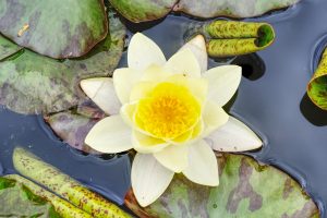 A yellow and white water lily between green-red leaves in a water lily pond.