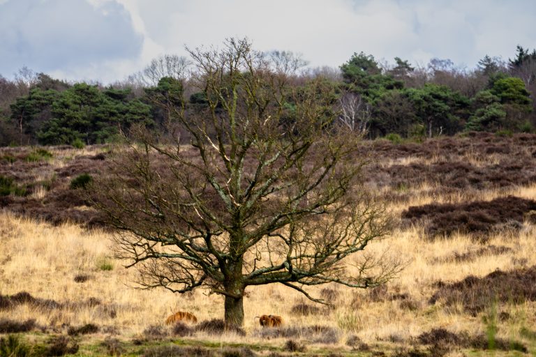 A tree on the moor with Scottish highlanders beneath it, in the background a forest and an overcast sky