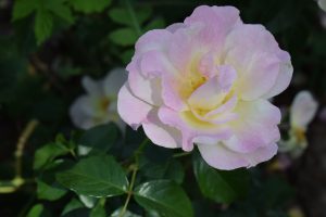 

A close-up of a blooming pink and white rose with lush green leaves in the background.