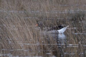 A Greylag goose with brown and white feathers and an orange beak is swimming in a body of water surrounded by tall, dry grass.