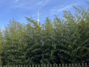 A tall building with a clock tower in the background, surrounded by bamboo plants