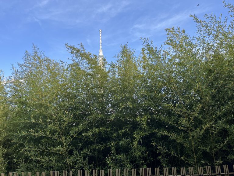 A tall building with a clock tower in the background, surrounded by bamboo plants