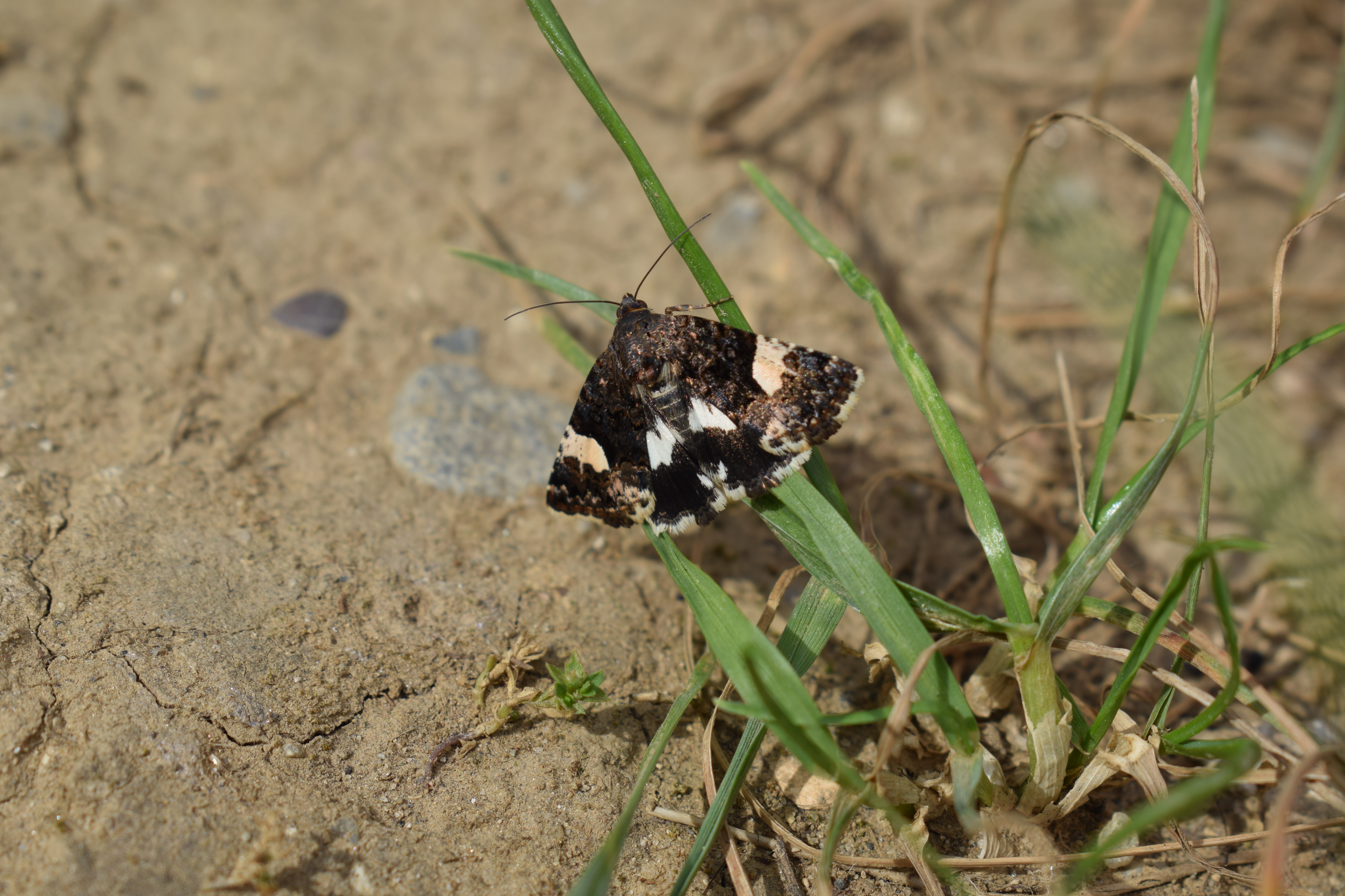 
A moth with black and white markings resting on a green blade of grass.