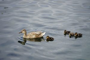 A mother duck swimming in calm water with four ducklings close behind.