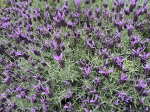 French Lavender Flowers 