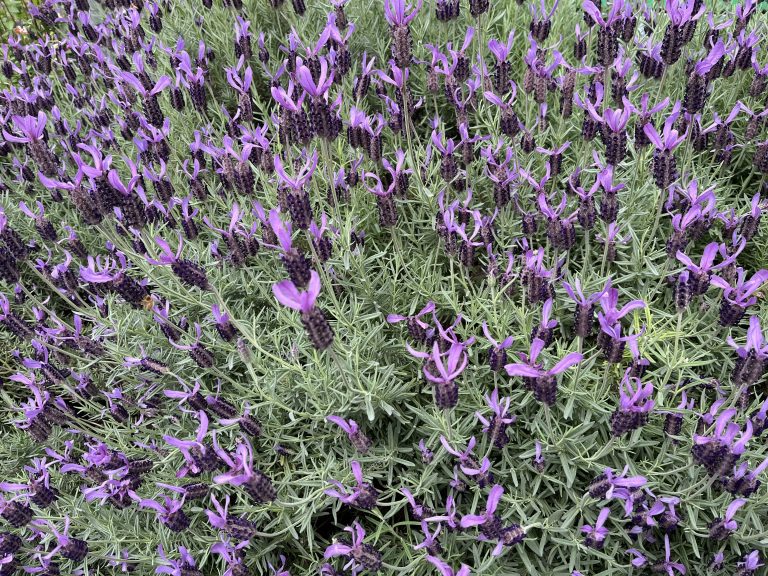 French Lavender Flowers