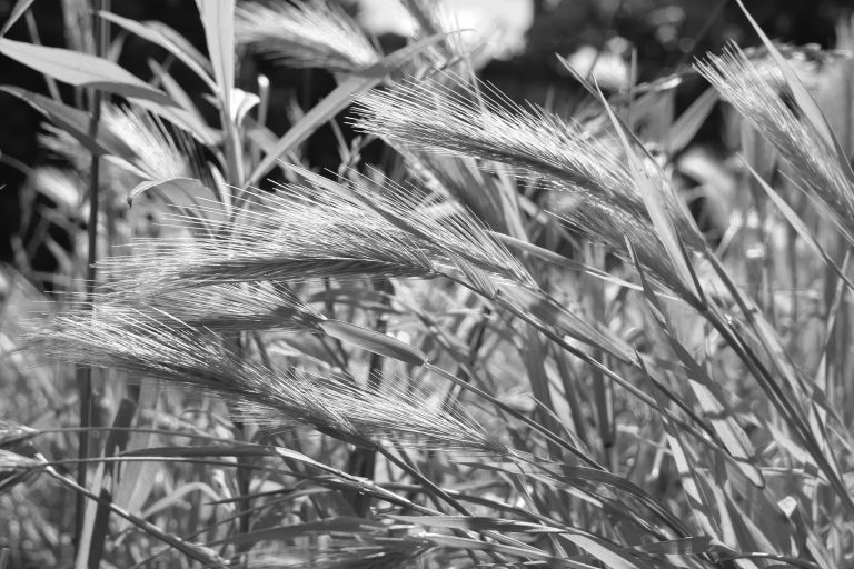 Black and white image of the grass.