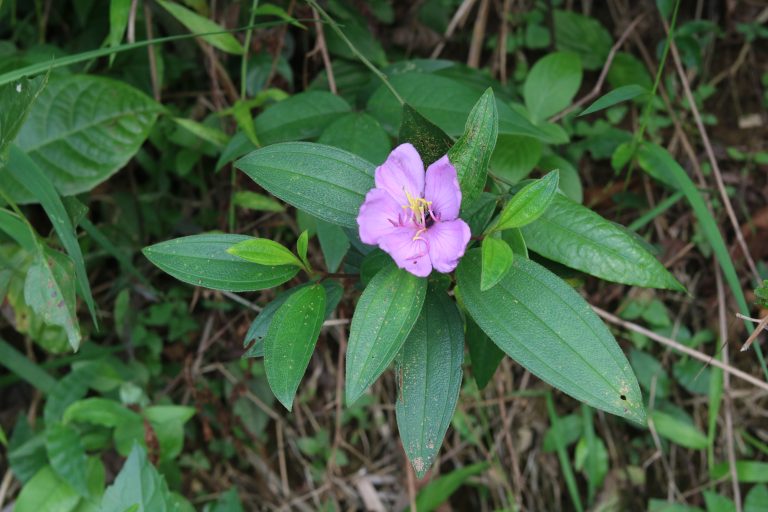 A single purple flower with striking yellow stamens surrounded by green oval leaves