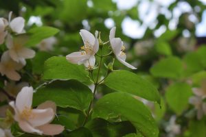 White flowers with yellow stamens and green leaves