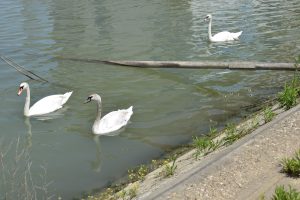 Group of swans in the river. 