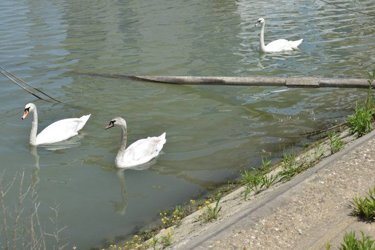 Group of swans in the river.