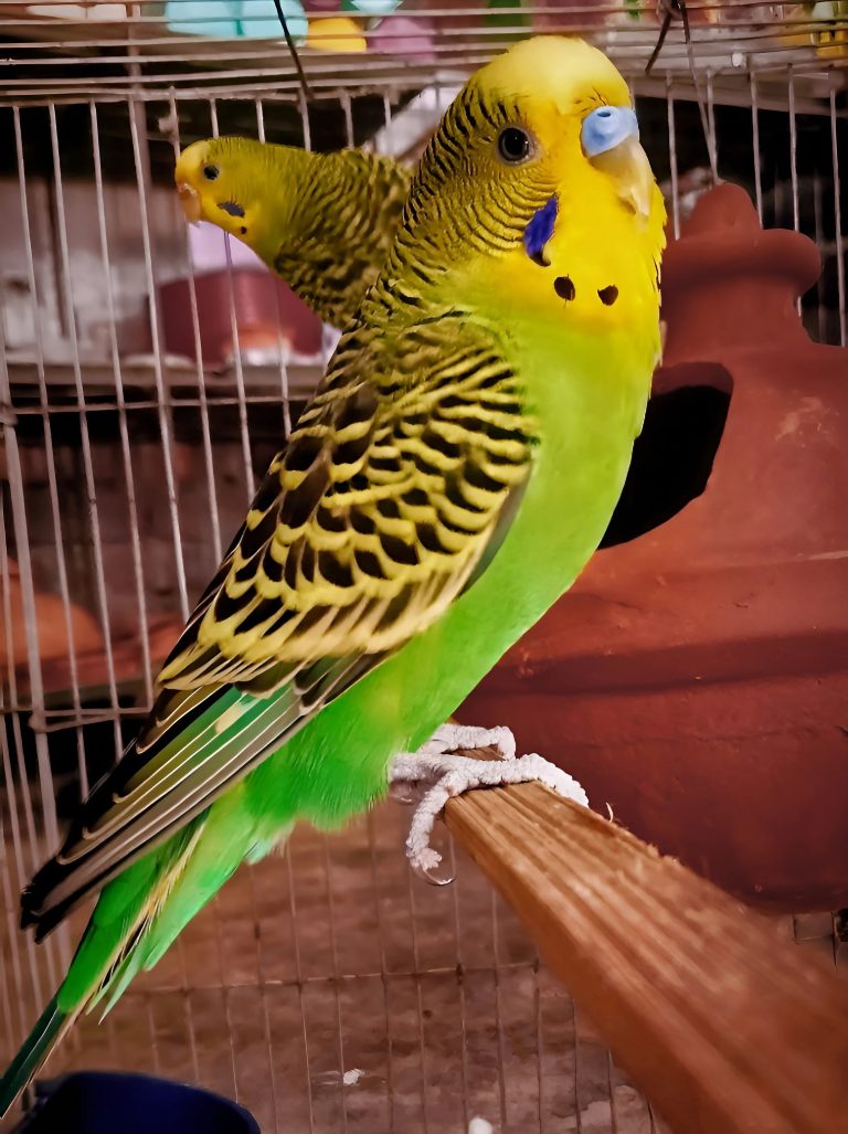 The budgerigar, also known as the common parakeet, shell parakeet or budgie, is a small, long-tailed, seed-eating parrot. Naturally, the species is green and yellow with black, scalloped markings on the nape, back, and wings.