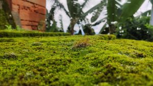 A close-up view of a lush, green moss-covered surface with small plants growing on it. In the background, there are blurred banana trees and foliage with patches of blue sky visible. 