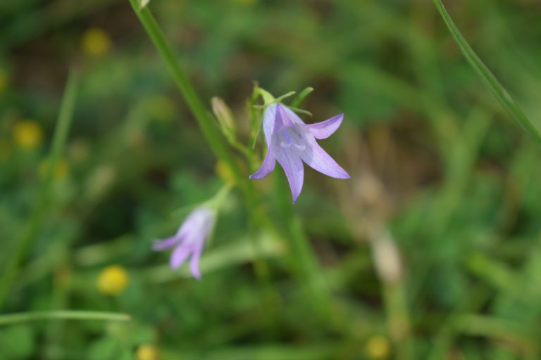 Close up of a purple flower.