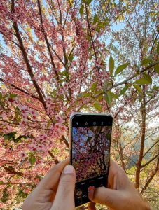 View larger photo: Close-up of a person taking a photo of a blooming cherry blossom tree with a smartphone. The screen of the phone displays the same vibrant pink blossoms that are visible in the background. The scene is bright and sunny, highlighting the beauty of the flowers and the fresh green leaves.