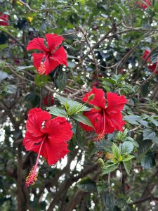 Vibrant red hibiscus flowers with prominent yellow stamens, surrounded by green leaves, with sunlight filtering through the foliage