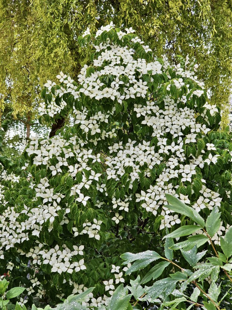 Cornus kousa flowers in the late evening after a heavy rain. From Salzburg, Austria. It is commonly known as Kousa, Kousa dogwood, Chinese dogwood, Korean dogwood, and Japanese dogwood.