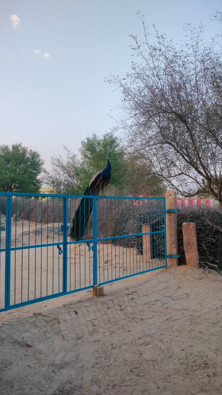 A peacock perched on a blue metal gate with trees and bushes in the background. The sky is clear with a few small clouds.