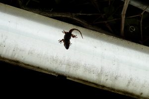 A small gecko perched on a light fixture.