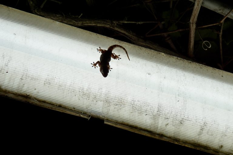 A small gecko perched on a light fixture.