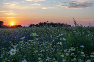 A sunset view over a wildflower meadow with a mix of daisies and other wildflowers in the foreground and a vivid orange and purple sky in the background.