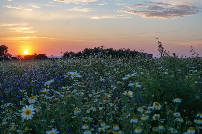 A sunset view over a wildflower meadow with a mix of daisies and other wildflowers in the foreground and a vivid orange and purple sky in the background.