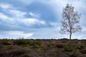 View larger photo: A lonely tree on the heath, with a blue, cloudy sky.