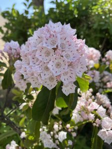 Mountain Laurel Flowers 