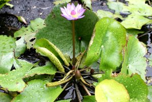 A blooming purple water lily with a yellow center surrounded by large green lily pads with water droplets