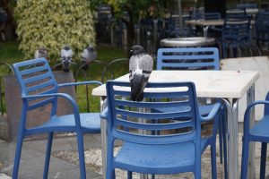 A pigeon perched on the back of a blue chair at an outdoor cafe, with more pigeons and chairs in the background, drenched due to rain.