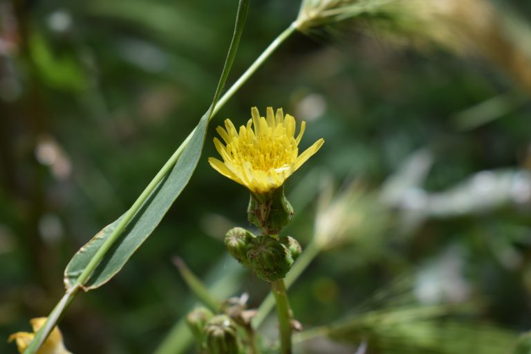 Close up of a marigold flower which is yellow in color.