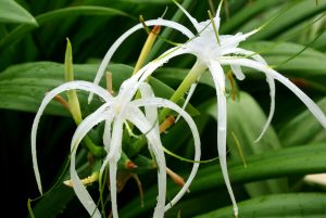 Close-up of white spider lily flowers with long, curling petals and dew drops, surrounded by lush green foliage.