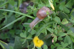 Close up of the snail in the garden.