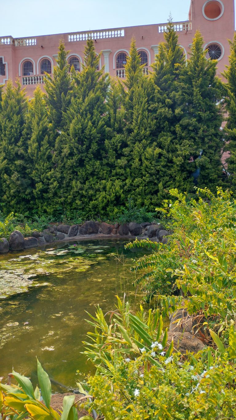 Trees near small pond with a pink building at the back