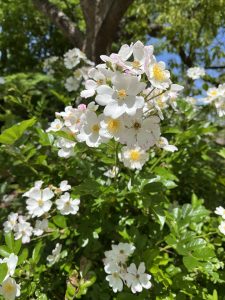 White multiflora rose flower 